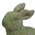 Floristik24 Gartenfigur Hase bemoost 20cm x 13cm H25cm