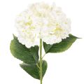 Floristik24 Hortensie künstlich Creme 60cm langstielig