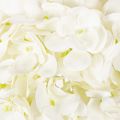 Hortensie künstlich Creme 60cm