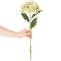 Künstliche Hortensie aus Seidenstoff mit Stiel und Blättern 60 cm creme-grün | Floristik24.ch