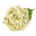 Künstliche Hortensie aus Seidenstoff mit Stiel und Blättern 60 cm creme-grün | Floristik24.ch