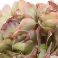 Künstliche Hortensie mit Stiel 46 cm aus Textil und Kunststoff in Hellgrün mit Rosa-Lila Rändern | Floristik24.ch