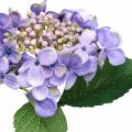 Floristik24 Deko-Hortensie, Seidenblume, Kunstpflanze Lila L44cm