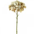 Floristik24 Hortensie Kunstblume Braun, Weiß Herbstdeko Seidenblume H32cm