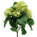 Floristik24 Hortensie künstlich Grün Kunstblume Strauß 5 Blüten 42cm