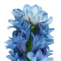 Floristik24 Hyazinthe künstlich Blau, Weiß 31cm 3St