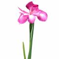 Floristik24 Schwertlilie künstlich Pink 78cm