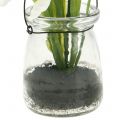 Floristik24 Schwertlilie Weiß im Glas zum Hängen H21,5cm