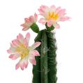 Floristik24 Kaktus im Topf mit Blüte Rosa H 21cm