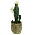 Floristik24 Kaktus im Topf mit Blüte 21cm Weiß