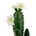 Floristik24 Kaktus im Topf mit Blüte 21cm Weiß