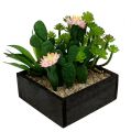 Floristik24 Kaktus mit Blüte 14cm im Holzkasten