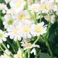 Floristik24 Kamille Künstliche Wiesenblumen Weiß 58cm 4St