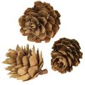 Kiefernzapfen Natur Kleine Zapfen Deko im Netz 2,5-3,5cm 300g | Floristik24.ch