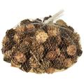 Kiefernzapfen Natur Kleine Zapfen Deko im Netz 2,5-3,5cm 300g | Floristik24.ch