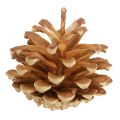 Kiefernzapfen Waldkiefer Pinus sylvestris H3–5cm 1kg | Floristik24.ch
