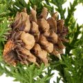 Künstlicher Kiefernzweig mit Zapfen 28 cm, 6-teilig, Grün-Braun | Floristik24.ch