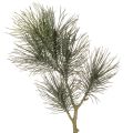 Floristik24 Künstlicher Kiefernzweig mit Zapfen 70 cm grün