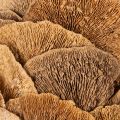 Baumschwamm-Kranz naturfarben 37cm für Tür- und Wanddekoration | Floristik24.ch