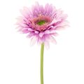 Floristik24 Künstliche Gerbera aus Kunststoff und Metall, Lila, 47 cm 6St