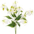 Künstlicher Gloriosa