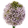 Floristik24 Kunstblumen Allium Lila Ø10cm L65cm