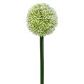 Floristik24 Künstliches Allium Weiß Ø10cm L65cm