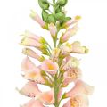 Floristik24 Künstliche Blume Fingerhut Lachs Kunstblume Stielblume H90cm
