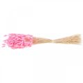 Floristik24 Lagurus Getrocknet Hasenschwanzgras Pink 65-70cm 100g