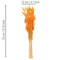 Lagurus Bund Trockenblumen Samtgras Orange 70 cm 100 g | Floristik24.ch