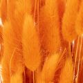 Lagurus Bund Trockenblumen Samtgras Orange 70 cm 100 g | Floristik24.ch