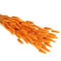Lagurus Bund Trockenblumen Samtgras Orange 70 cm 100 g | Floristik24.ch