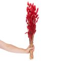 Lagurus Trockenblumen 70 cm 100 g Rot für Dekoration | Floristik24.ch