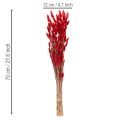 Lagurus Trockenblumen 70 cm 100 g Rot für Dekoration | Floristik24.ch