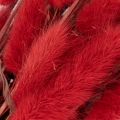 Lagurus Trockenblumen 70 cm 100 g Rot für Dekoration | Floristik24.ch
