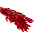 Lagurus Trockenblumen 70 cm