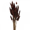 Trockenfloristik, Deko-Gras, Lagurus Braun L35–50cm 25g
