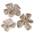 Floristik24 Landlotus Weiß gewaschen 6-12cm 50St