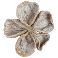 Landlotus Weiß gewaschen 6-12cm 50St | Floristik24.ch
