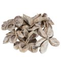Landlotus Weiß gewaschen 6-12cm 50St | Floristik24.ch