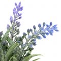 Floristik24 Lavendel im Glas H15cm