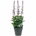 Floristik24 Deko-Pflanze Lavendel, Mediterraner Lavendeltopf, Kunstblume Violett