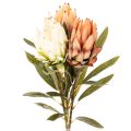 Floristik24 Künstliche Protea Leucadendron 65 cm Creme, Gelb und Orange 3 Stück