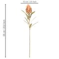 Künstliche Protea Leucadendron 65 cm Creme, Gelb und Orange 3 Stück | Floristik24.ch