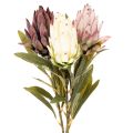 Floristik24 Protea Kunstblume Leucadendron 65 cm 3er-Set Creme Bordeaux Rosa
