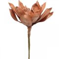 Floristik24 Lotusblume, Kunstpflanze, künstliche Lotusblüte Braun L64cm