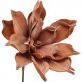 Floristik24 Lotusblume, Kunstpflanze, künstliche Lotusblüte Braun L64cm
