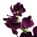 Floristik24 Mokara Orchidee Lila 50cm künstlich 6St