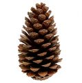 Maritima Zapfen 14/18 natur 25St | Floristik24.ch