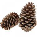 Maritima Zapfen, Trauerfloristik, Adventsdeko, Naturprodukt H12–15cm Ø6,5–10cm 50 St | Floristik24.ch